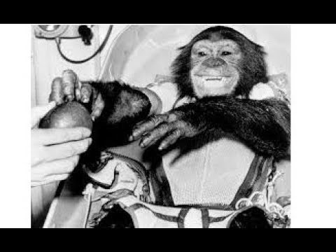 The Clarey Test on Ham the Chimp