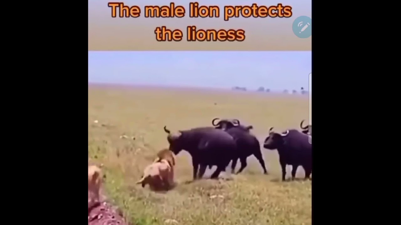 Protect our Muslim sisters from feminism and kufur as this lion protects his female.