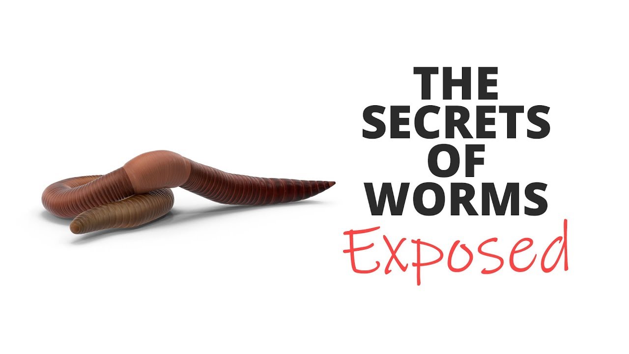 The SECRETS OF WORMS